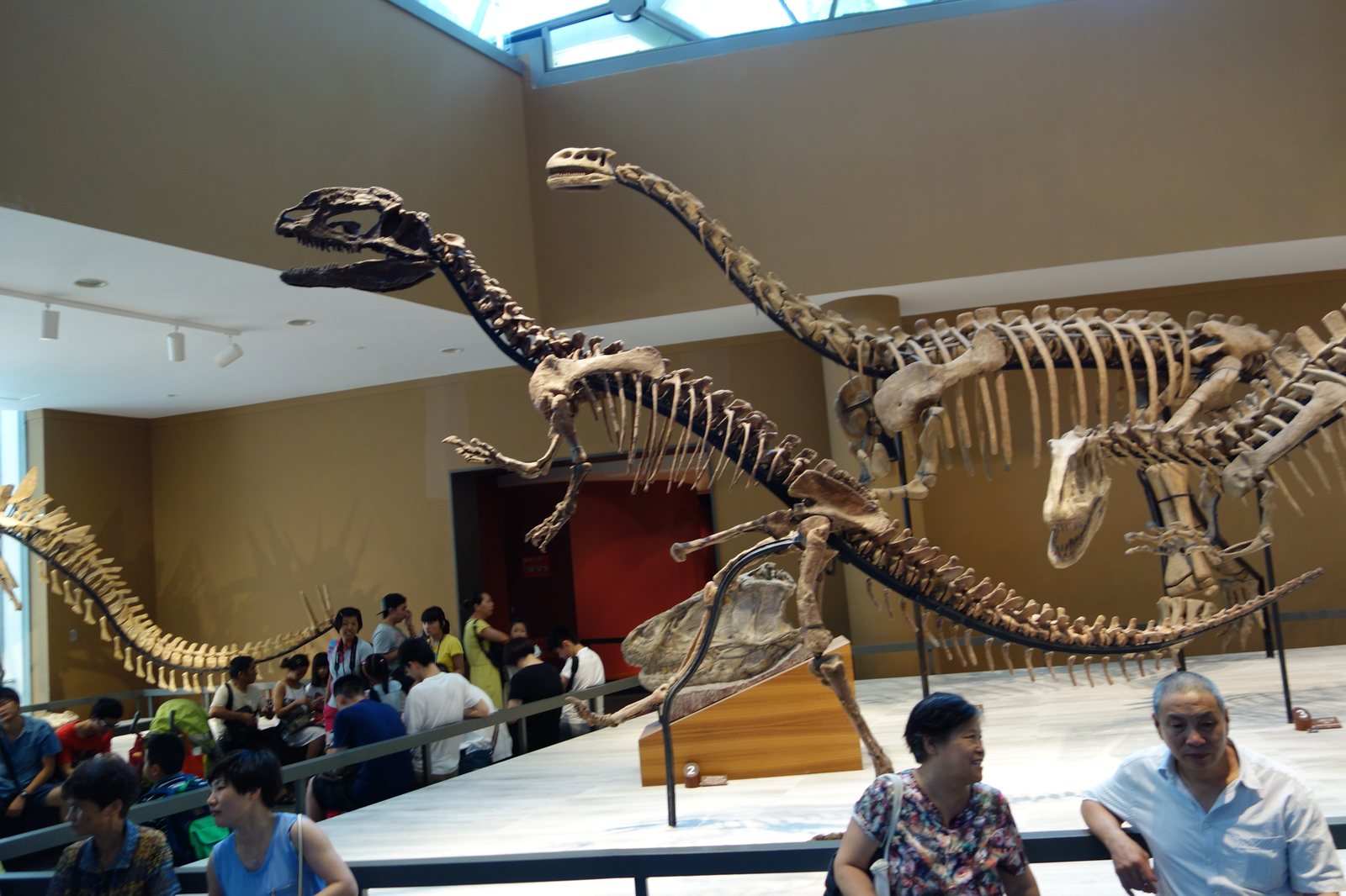 Natural History Museum Fossil Gallery